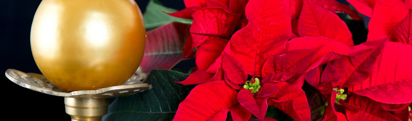 red christmas star with golden candle