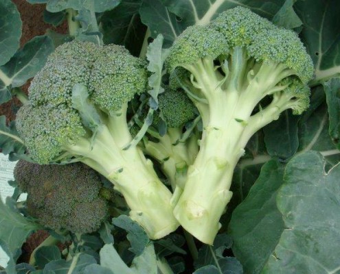 cavolo-broccolo-copia