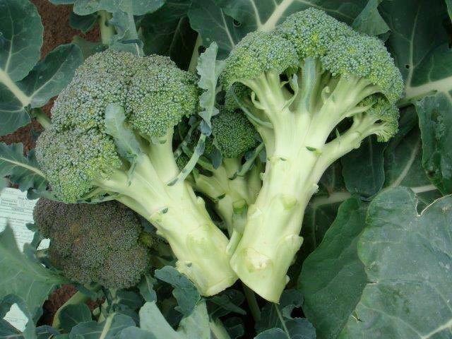 cavolo-broccolo-copia