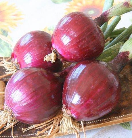 cipolla-rossa-tropea