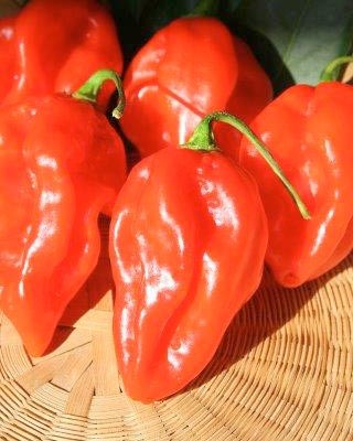 peperone-naga-morich