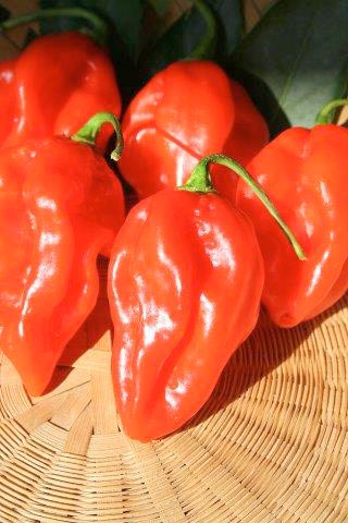 peperone-naga-morich