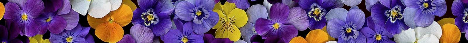 piante da fiore vimercate monza-brianza