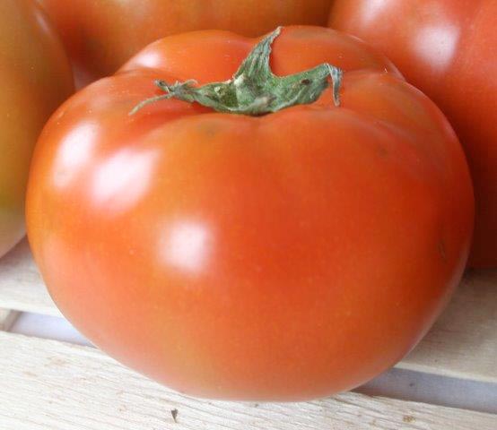 pomodoro-insalataro-tondo